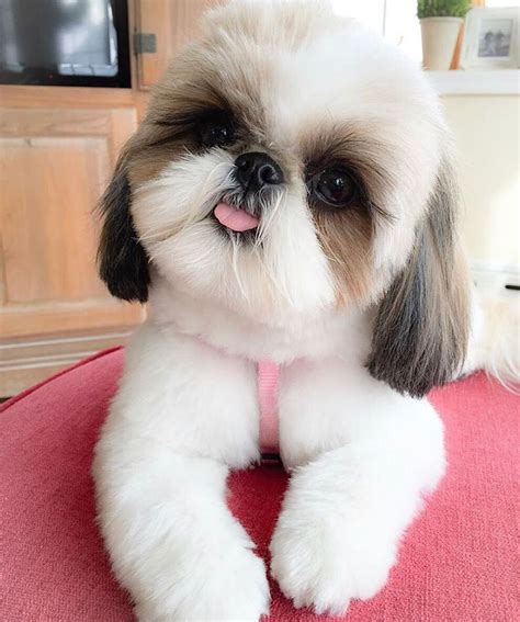 tipos de tosas shih tzu.